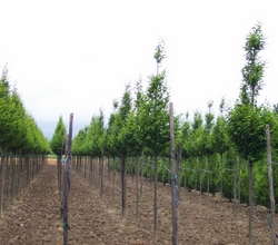 Pepiniere Sorexto Isère