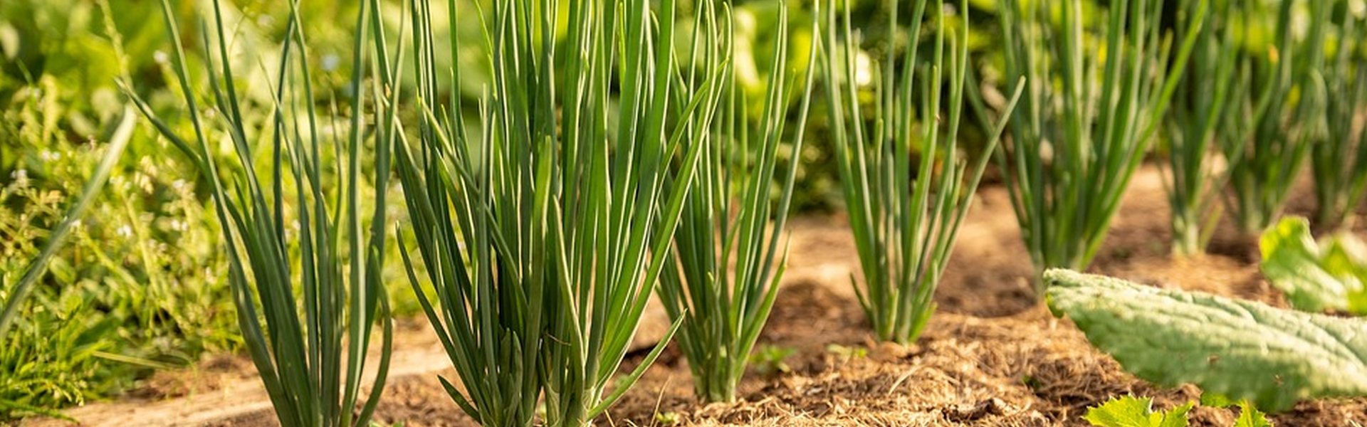 Pousse plante Sorexto Isère